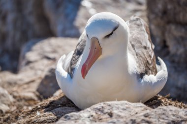 Kara kaşlı Albatros kayaların güneşinin üzerinde iç içe geçirme