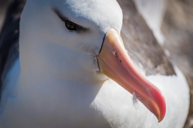 Kara kaşlı Albatros yuva üzerinde oturan Close-Up