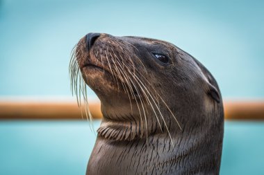 Galapagos deniz aslanı korkuluk tarafından Close-Up