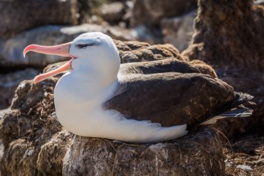 Kara kaşlı Albatros yuva üzerinde otururken cıyaklayan