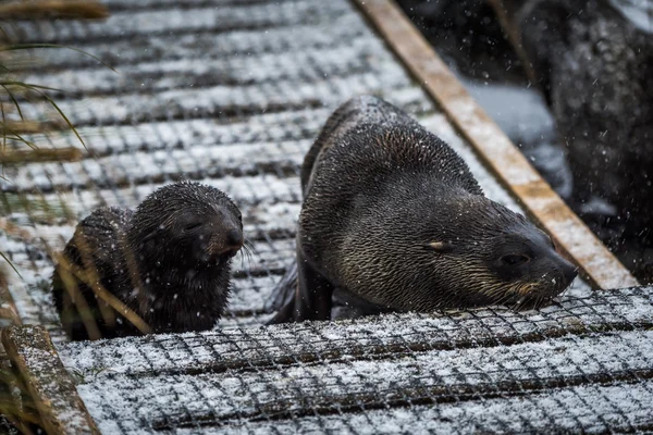 Antarktisk pälssäl och pup i snö — Stockfoto