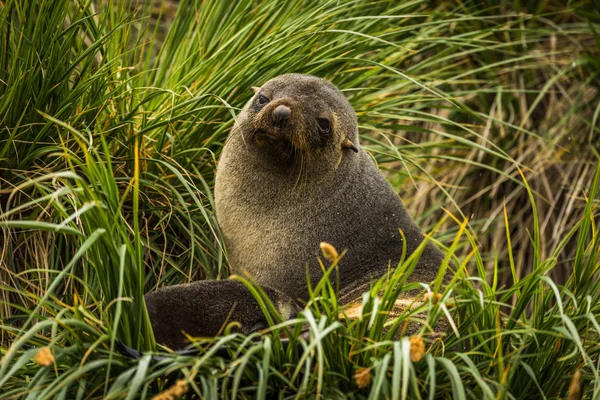 Antarktisk pälssäl sitter i gräset tussocks — Stockfoto