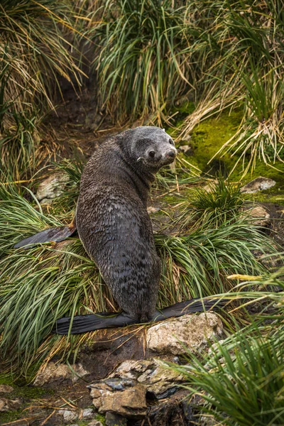 Foca de piel antártica mirando hacia atrás en la hierba — Foto de Stock