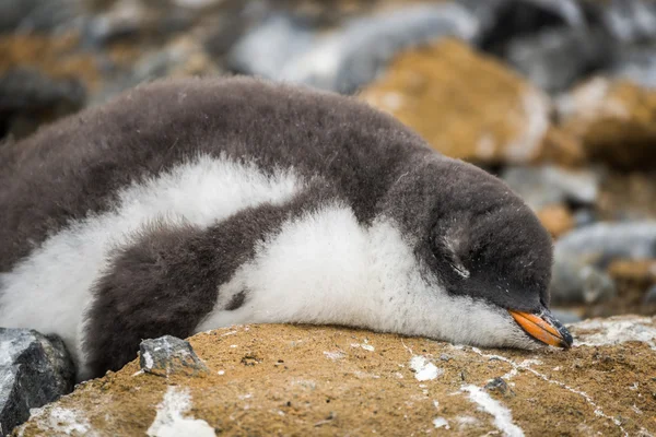 Adelie pingüino dormido en roca con guano — Foto de Stock
