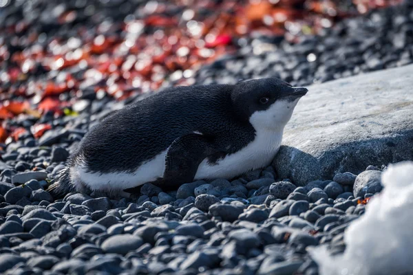 Pinguim Adelie em luz do sol deitado na telha — Fotografia de Stock