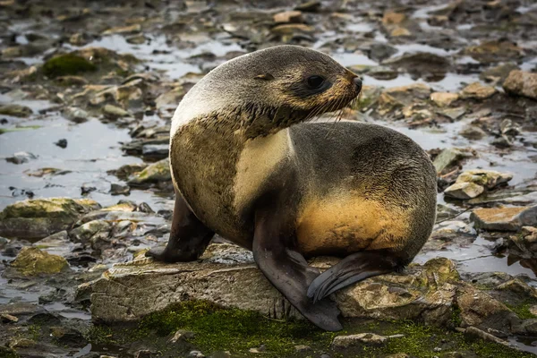 Foca de piel antártica girando cabeza sobre rocas — Foto de Stock