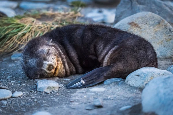 Antarktisk pälssäl sover på stenig strand — Stockfoto