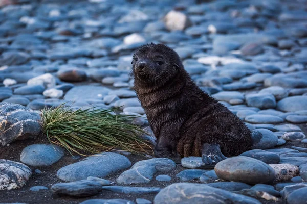 Sello de piel antártica en la playa de guijarros — Foto de Stock