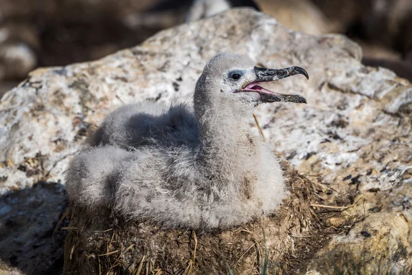 Dolmányos albatrosz csaj a fészek napsütésben — Stock Fotó