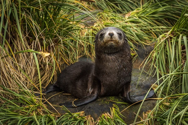 Filhote de foca de pele antártica com olhos semi-fechados — Fotografia de Stock