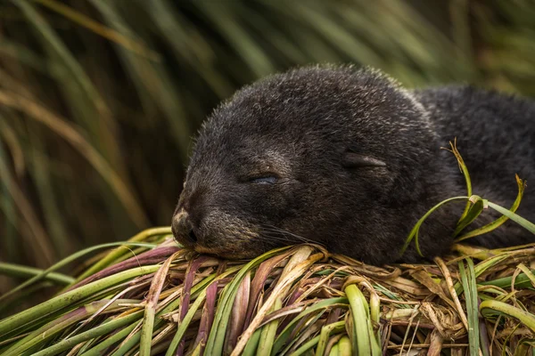 Antarktisk pälssäl valpen sover på gräs — Stockfoto