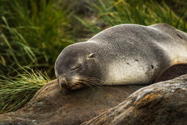 Antarktisk pälssäl sover i tussock gräs — Stockfoto