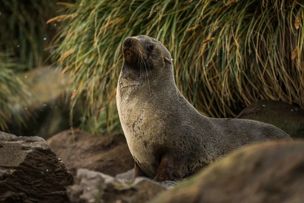 Foca de piel antártica entre rocas y hierba — Foto de Stock