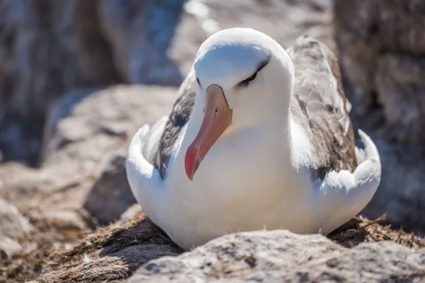 Schwarzbrauenalbatrosse nisten bei Sonnenschein auf Felsen — Stockfoto