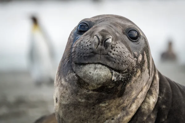 Primer plano de la foca elefante con pingüinos detrás —  Fotos de Stock