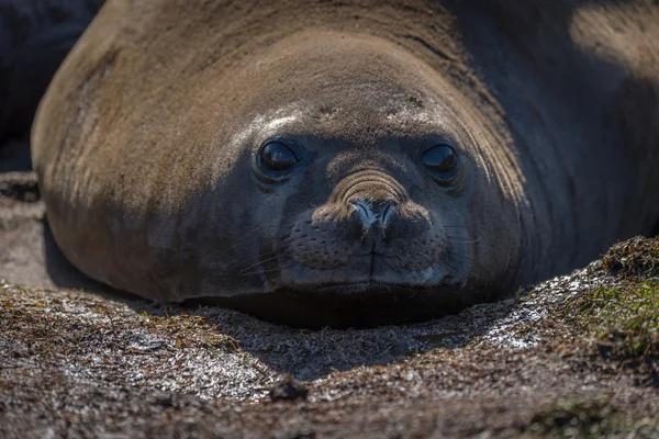 Närbild av sjöelefant tittar på kameran — Stockfoto