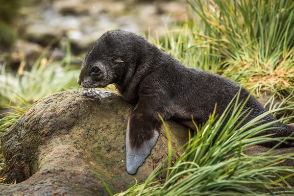 Primer plano de la foca de piel antártica en roca — Foto de Stock