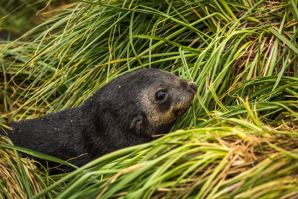 Närbild av söta antarktisk pälssäl pup — Stockfoto