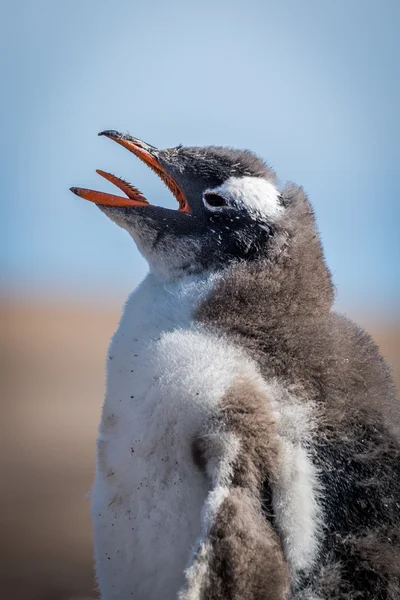 Close-up of gentoo penguin chick on beach — Stock Photo, Image