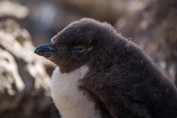 Close-up of rockhopper penguin chick in shade — Stock Photo, Image