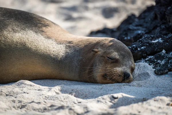 Galapagos sjölejon sover på sandstrand — Stockfoto