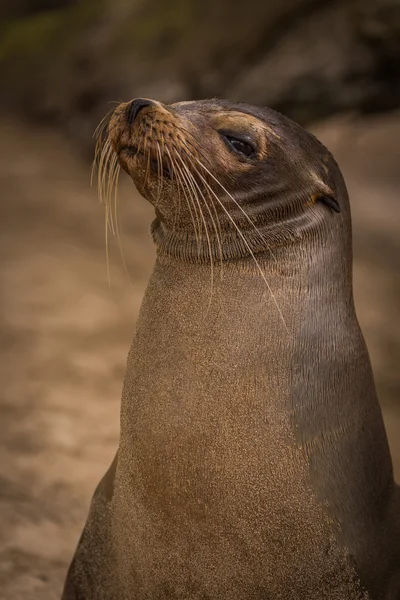 Galapagos Deniz Aslan doğruca kameraya seyir — Stok fotoğraf