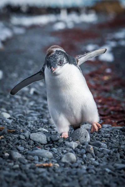 Lustiges Pinguin-Küken läuft auf Gürtelrose — Stockfoto