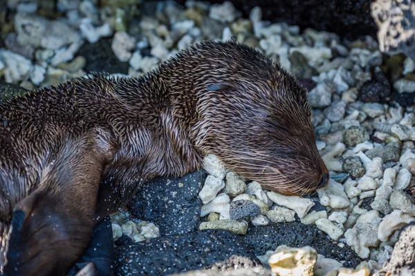 Cachorro león marino de Galápagos dormido sobre teja — Foto de Stock