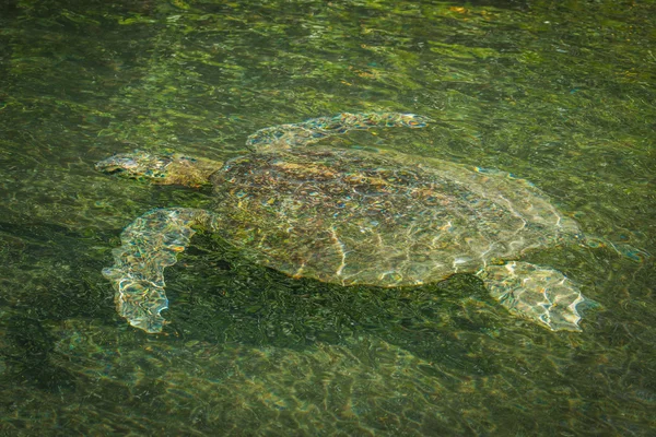 Galapagos zöld teknőst úszni folyó zöld — Stock Fotó