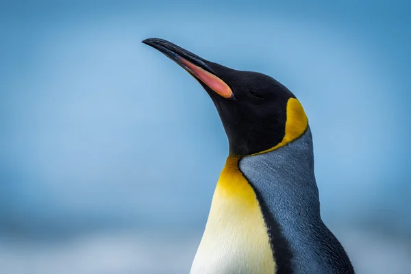 Gros plan du pingouin royal avec la mer derrière — Photo