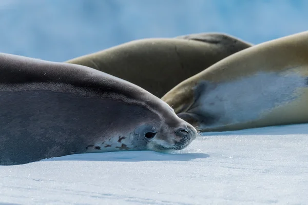 Crabeater seal tittar på kameran bredvid andra — Stockfoto