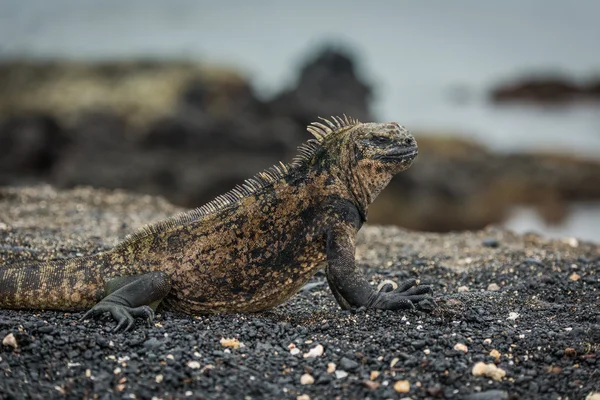 Close-up de iguana marinha deitada na praia — Fotografia de Stock