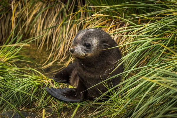 Söta antarktisk pälssäl pup i gräs — Stockfoto