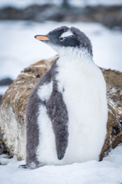 Gentoo pengueni üstünde kar döndü kafa ile