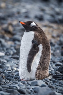 Gentoo pengueni ayakta gri shingle Plajı