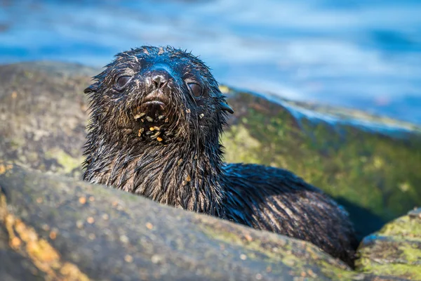 Söta antarktisk pälssäl pup bakom rock — Stockfoto