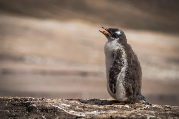 Gentoo pingvin felszólította az anya beach — Stock Fotó