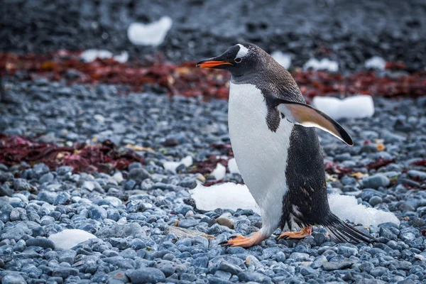 海藻だらけの砂利浜に沿ってヨチヨチ ジェンツー ペンギン — ストック写真