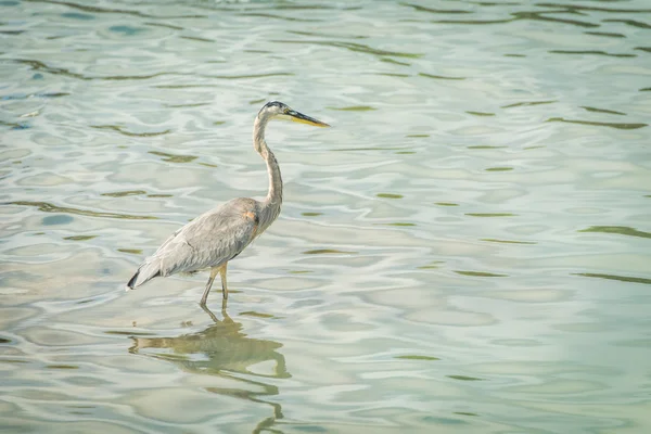 Great blue heron fishes in green water — Stock Photo, Image