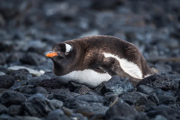 Gentoo pingvin fekvő fekete sziklás strand — Stock Fotó