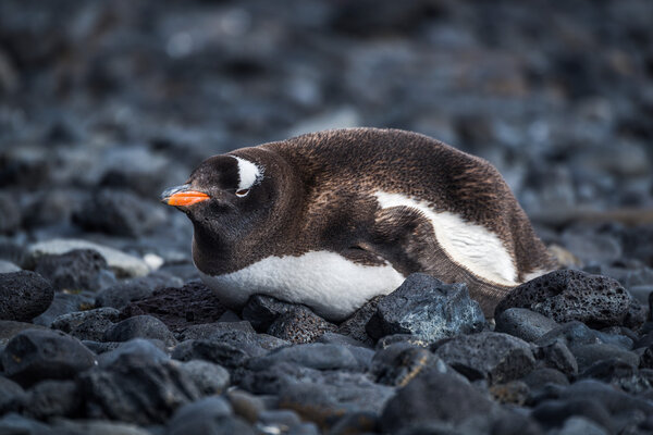 Gentoo penguin lying on black rocky beach