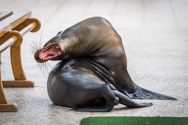 Galapagos leone marino sbadigliare con la bocca aperta — Foto Stock