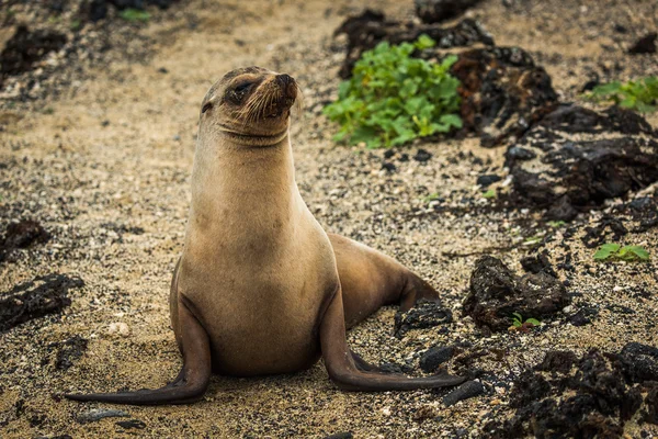 Galapagos deniz siyah kayaların arasında oturan aslan — Stok fotoğraf