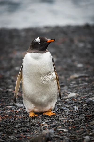 Gentoo пінгвін, дивлячись на shingle камери — стокове фото