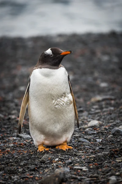 Gentoo pinguino guardando la fotocamera sul fuoco di Sant'Antonio — Foto Stock