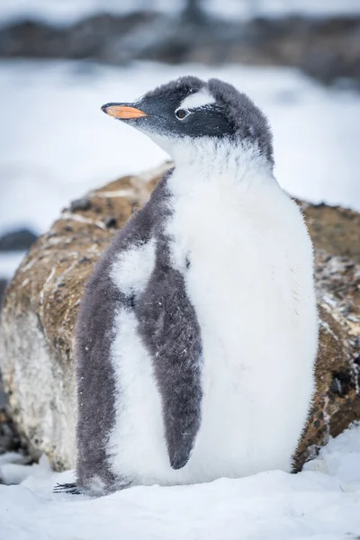 Gentoo penguin with turned head on snow — Stock Photo, Image