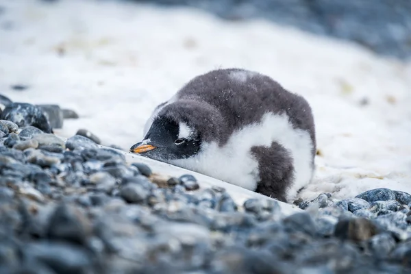 Gentoo penguin chick lying on snowy rocks — Stock Photo, Image