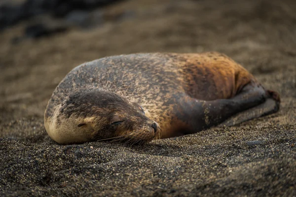 Galapagos deniz aslanı yavru kum üzerinde uyuyor — Stok fotoğraf
