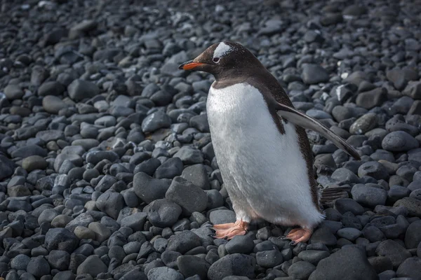 Gentoo pinguim andando ao longo da praia rochosa preta — Fotografia de Stock
