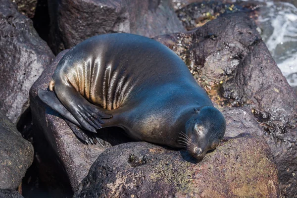 Galapagos sjölejon sover på vulkaniska bergarter — Stockfoto